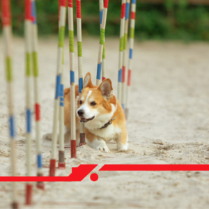 Um Bairro Familiar e agora Pet-Friendly: Jardim Nova Europa