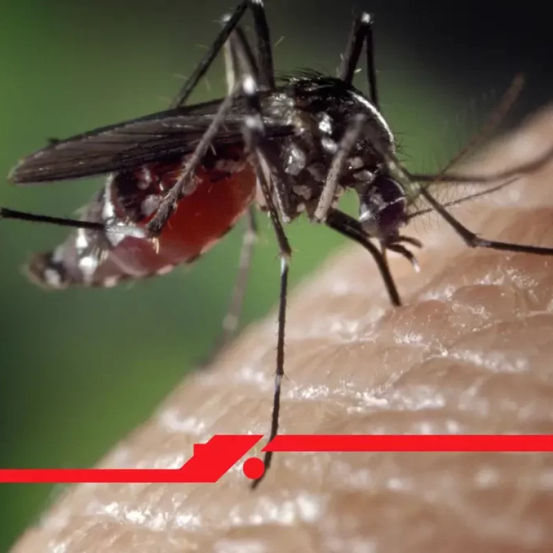 SMCC alerta para riscos da chikungunya chegar a campinas